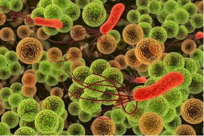 www.coo-consult.nl_voedselveiligheid_E-colie_bacterie